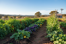 Load image into Gallery viewer, Thriving organic garden