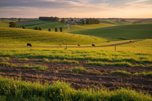 Load image into Gallery viewer, Thriving pasture landscape