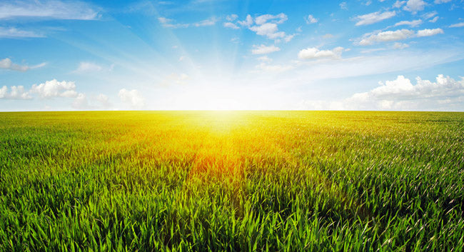 Dry Molasses Gift Card